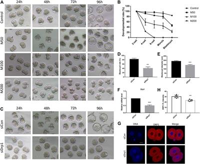 Inhibition of DRP1 Impedes Zygotic Genome Activation and Preimplantation Development in Mice